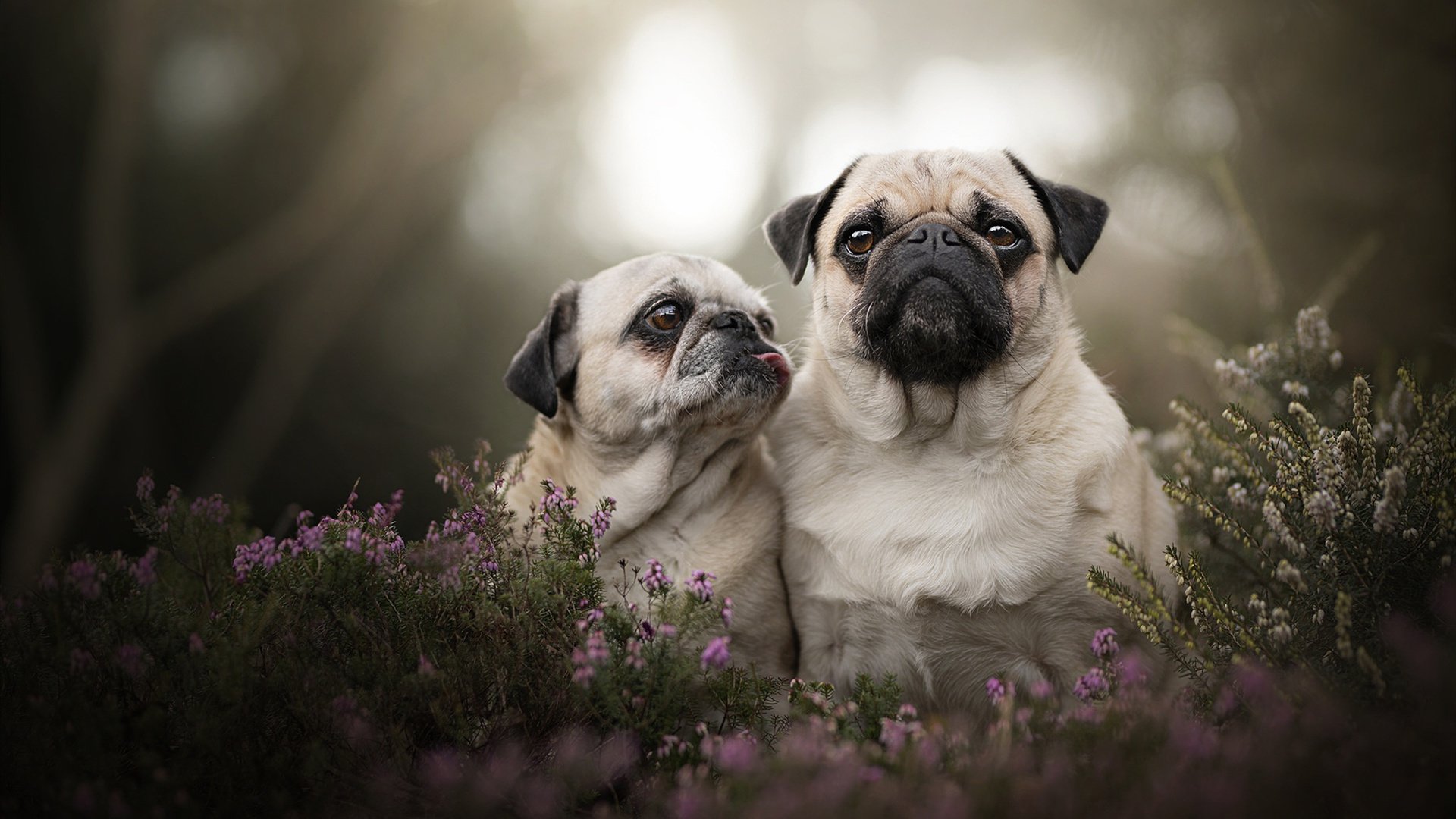 卢卡库末节接管比赛，英格兰险胜尼日利亚