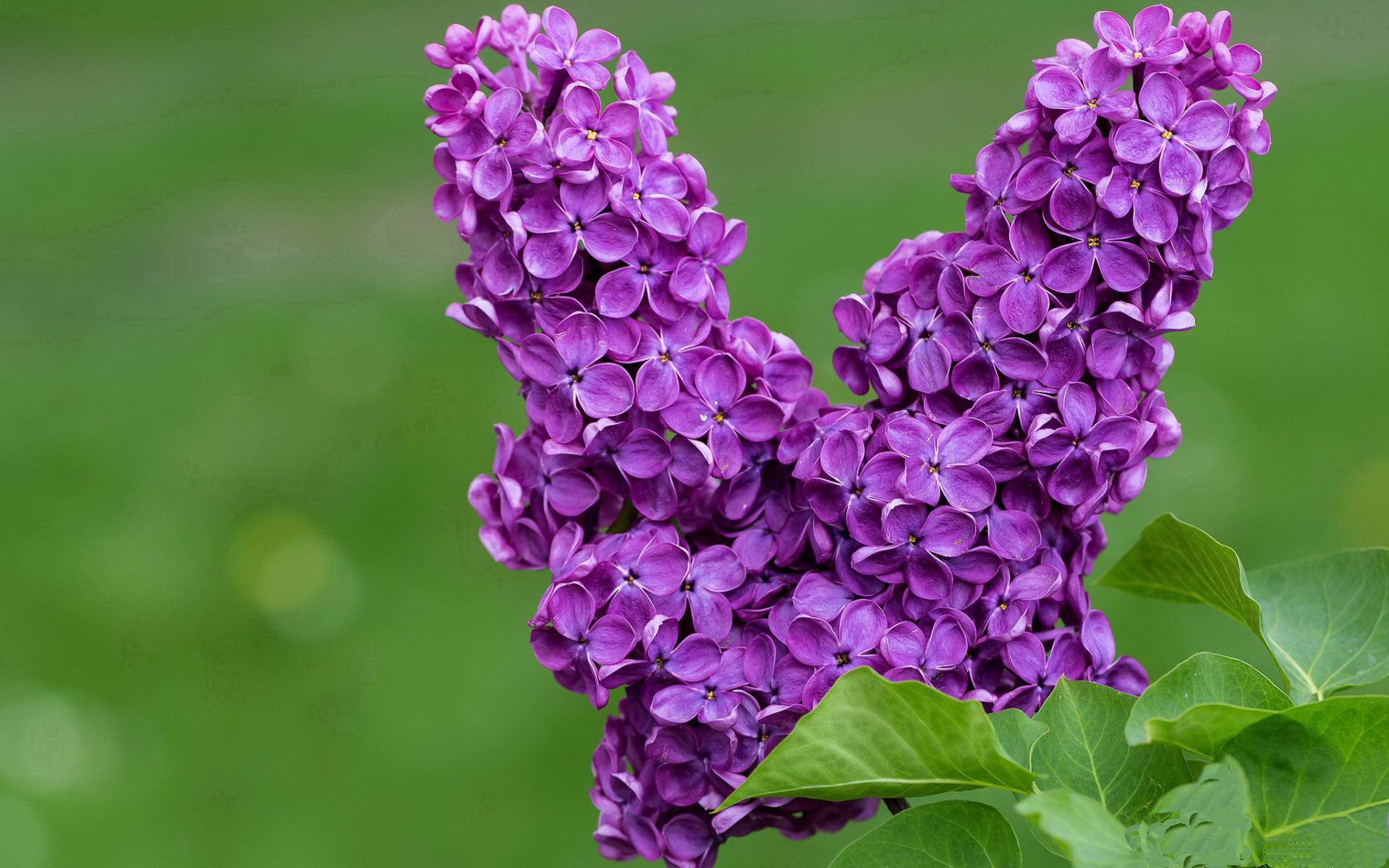 绝杀之夜,赖斯一锤定音,委内瑞拉险胜厄瓜多尔