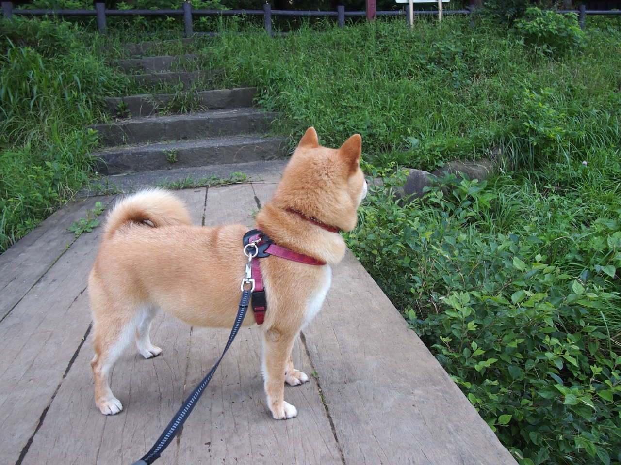 街道狂飙与赛场横扫,当F1焦点战遇上开拓者的完美风暴